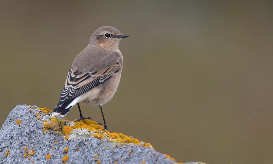Northern Wheatear Oenanthe oenanthe by genevieve