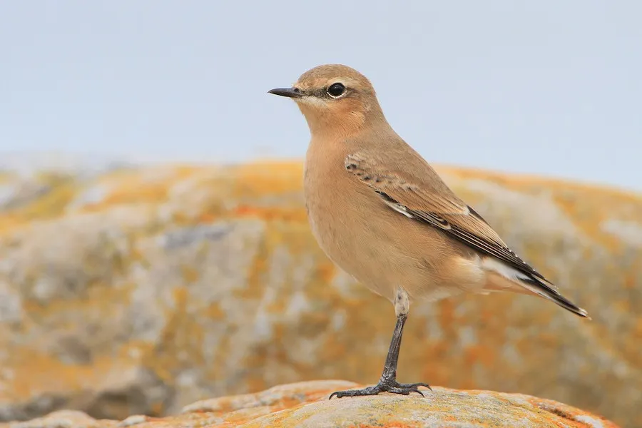 Northern Wheatear Oenanthe oenanthe by genevieve