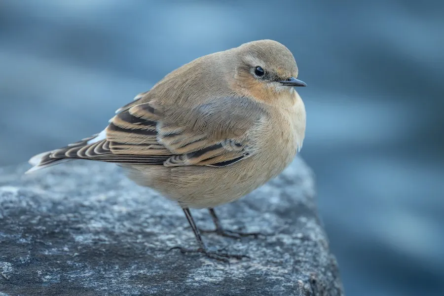 Northern Wheatear Oenanthe oenanthe by genevieve
