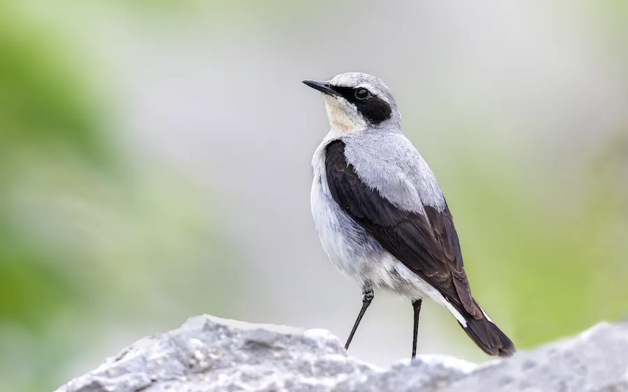 Northern Wheatear Oenanthe oenanthe by genevieve