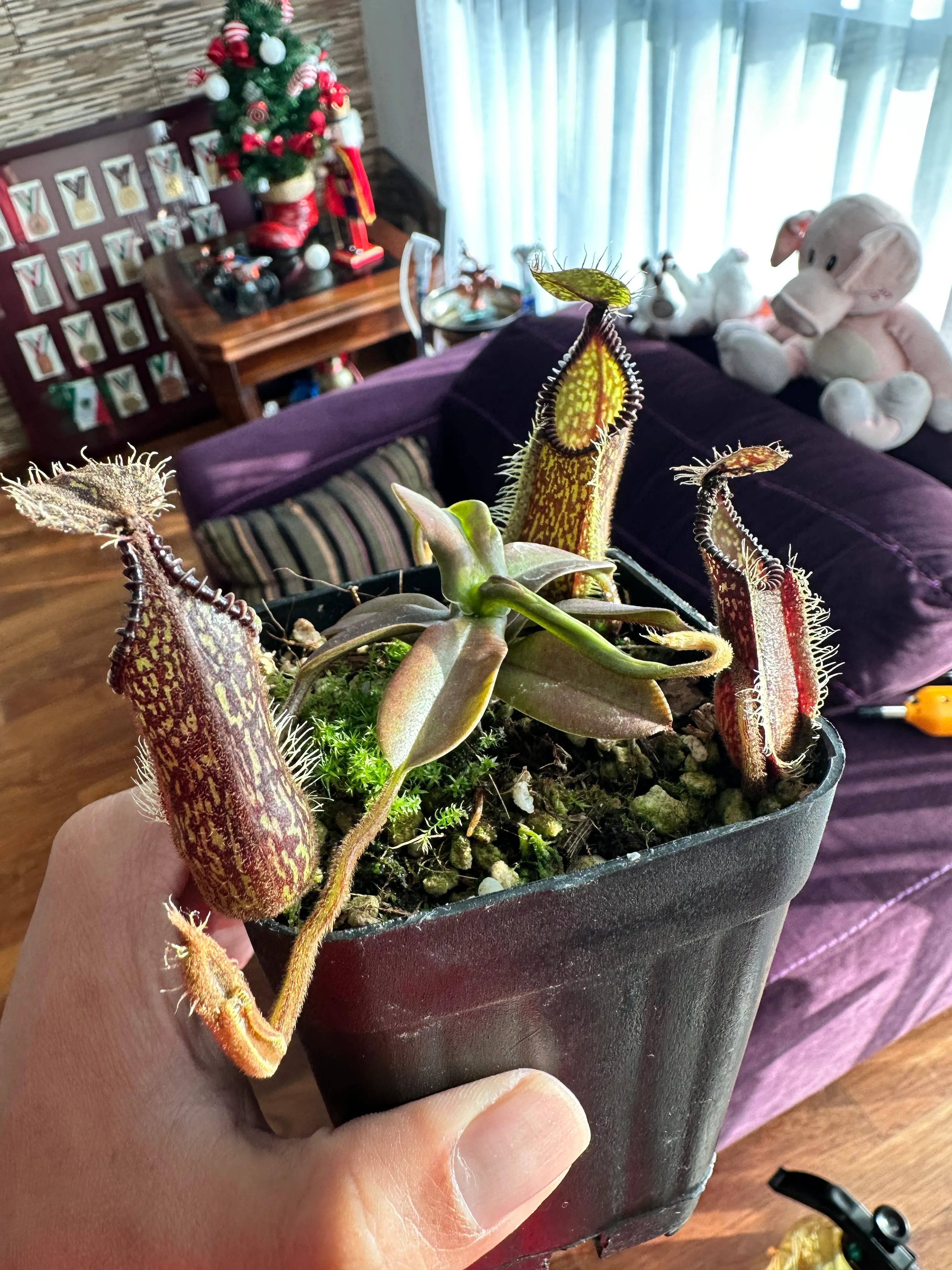 Nepenthes Hamata Tambusisi by marklt