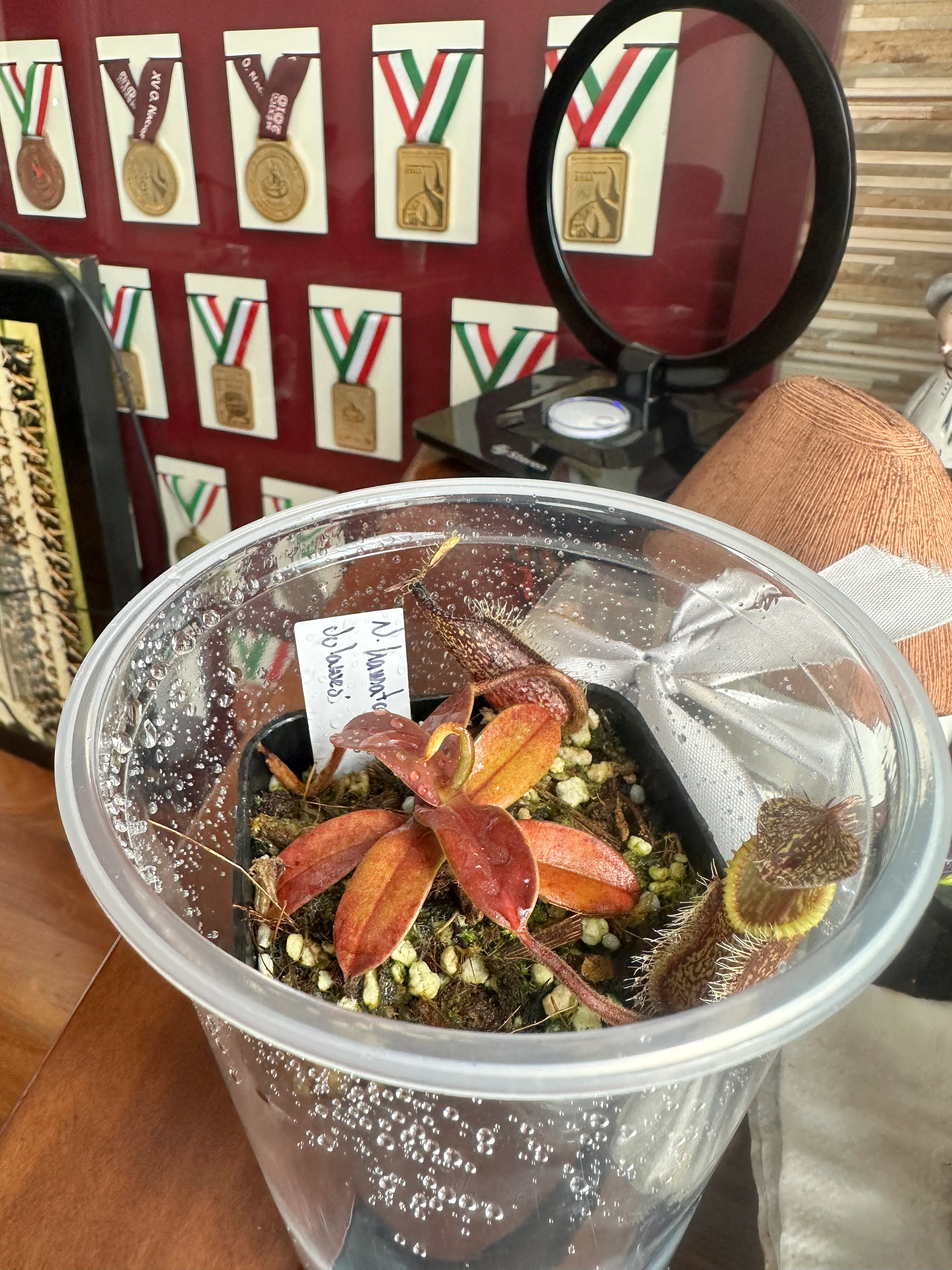 Nepenthes Hamata Tambusisi by marklt