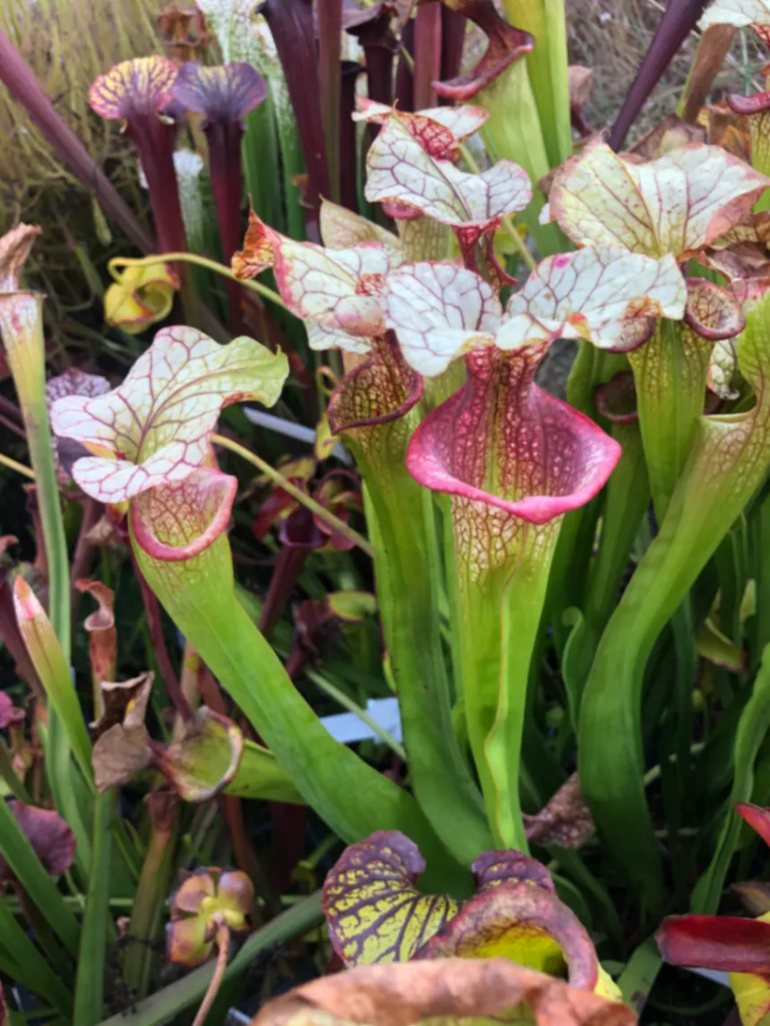 Sarracenia Adrian Slack by David