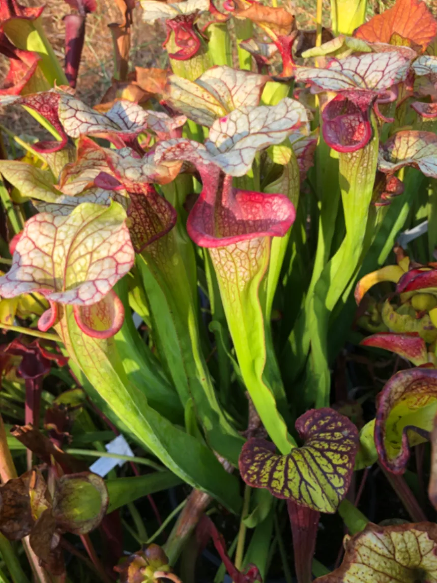Sarracenia Adrian Slack by David