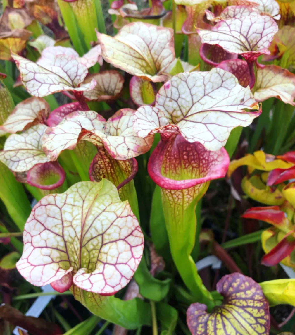 Sarracenia Adrian Slack by David