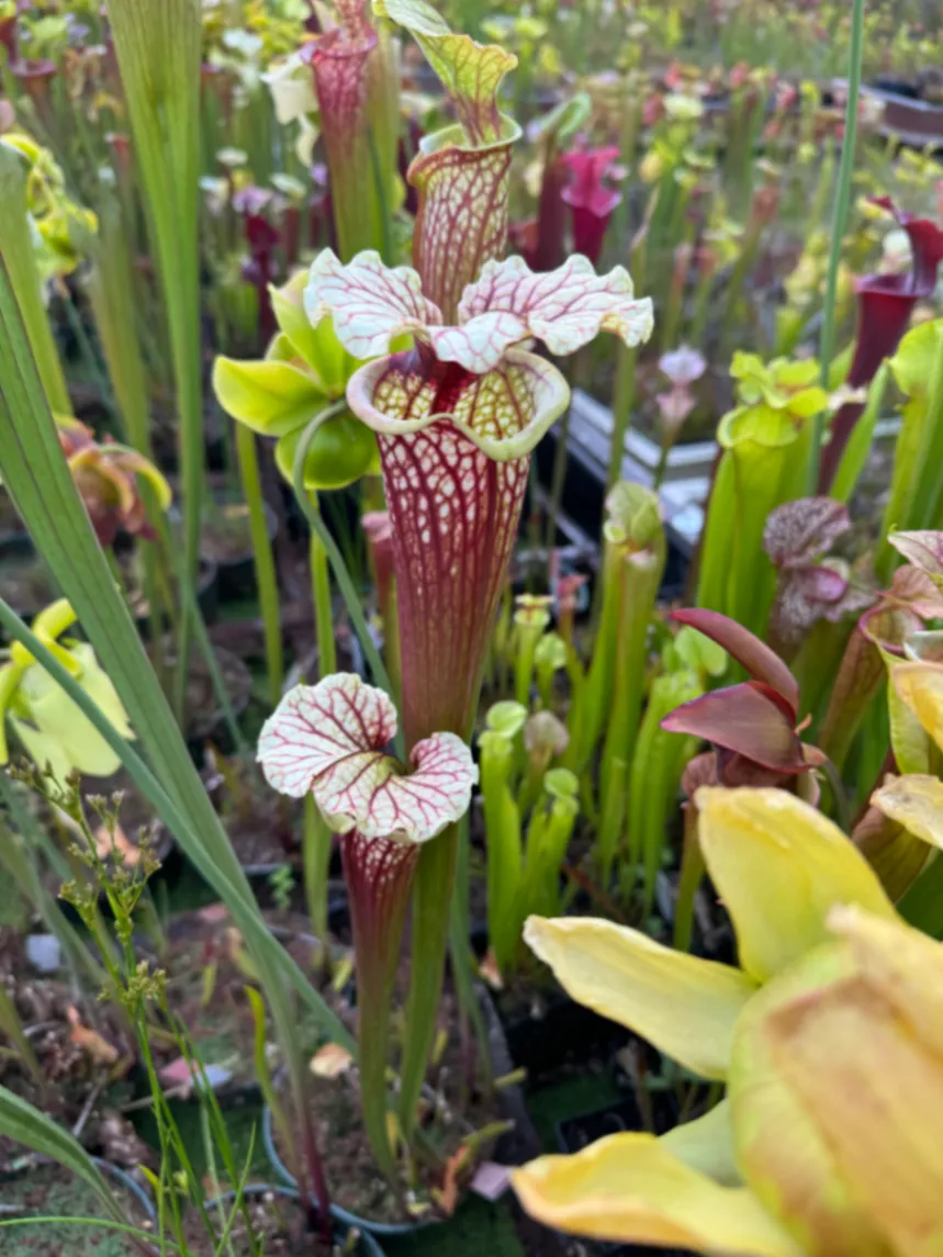 Sarracenia moorei by David