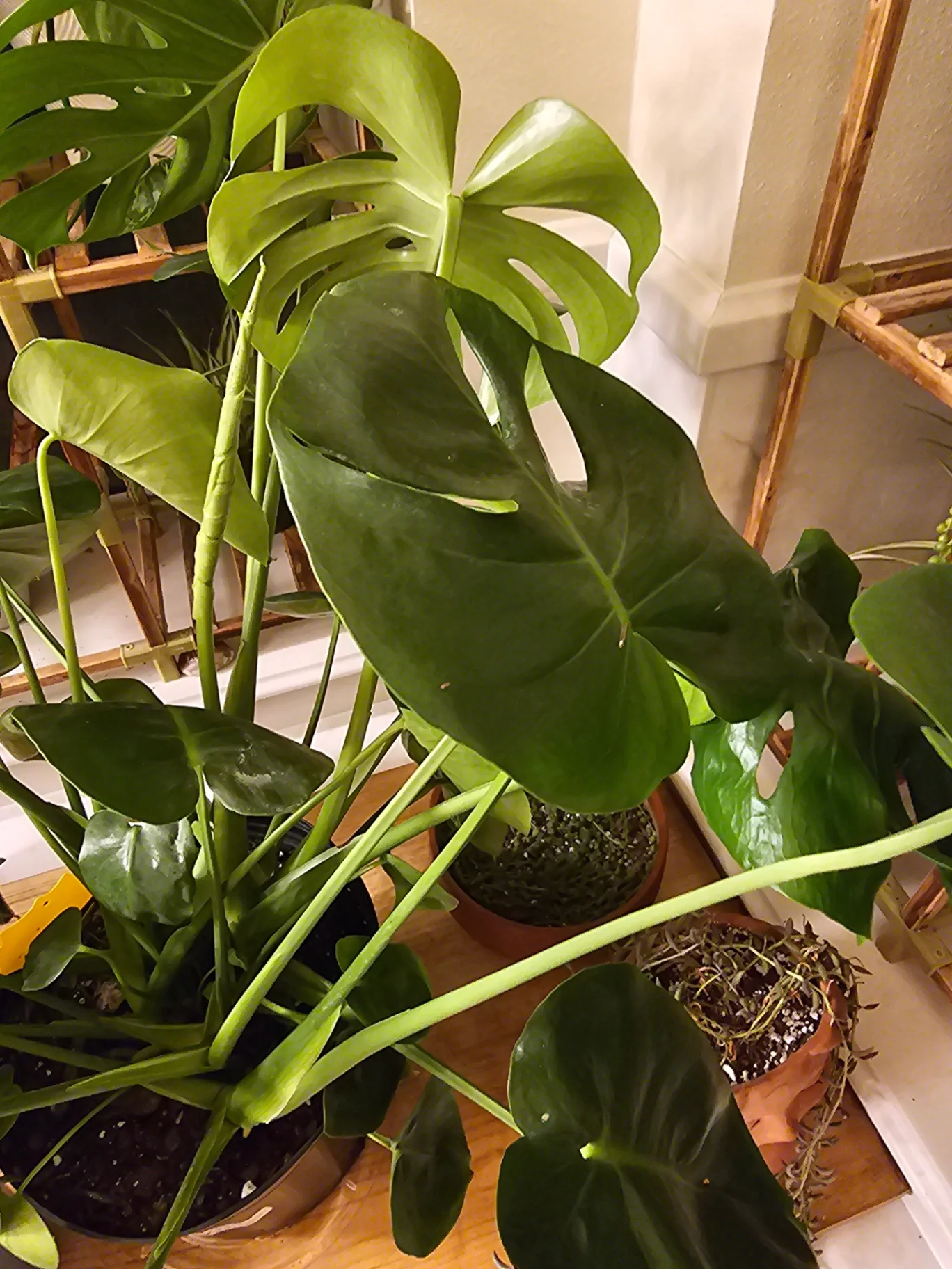 Monstera deliciosa by Mslatinatx73