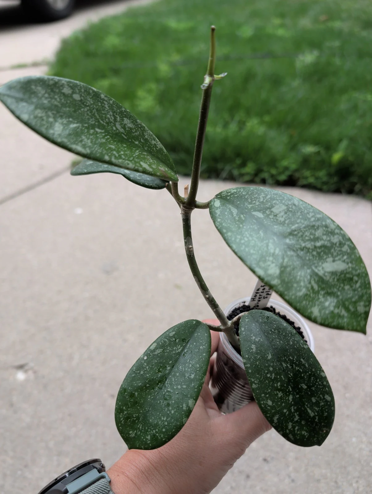 Hoya diversifolia 'Splash' by meg