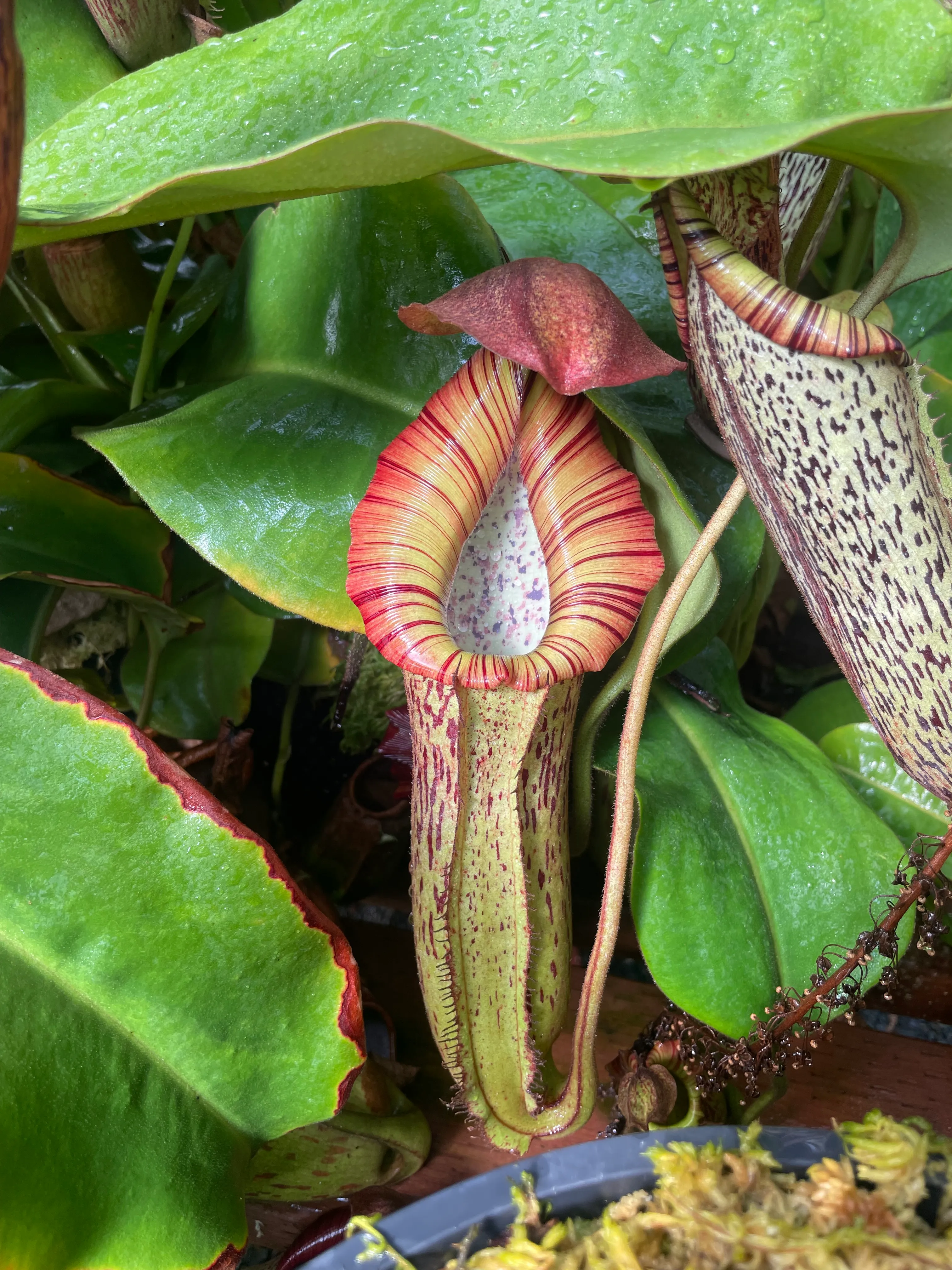 Nepenthes truncata × spectabilis by David