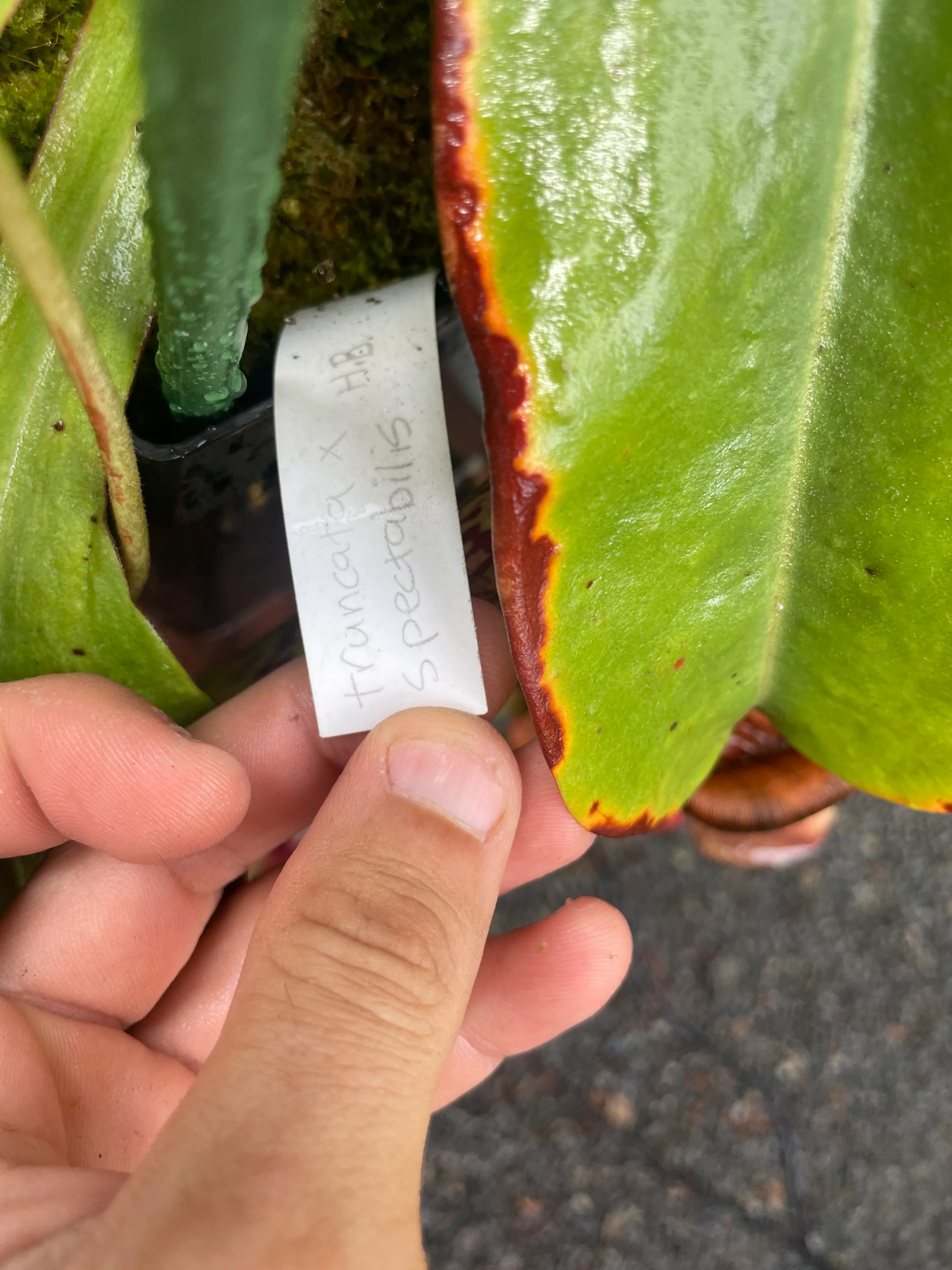 Nepenthes truncata × spectabilis by David