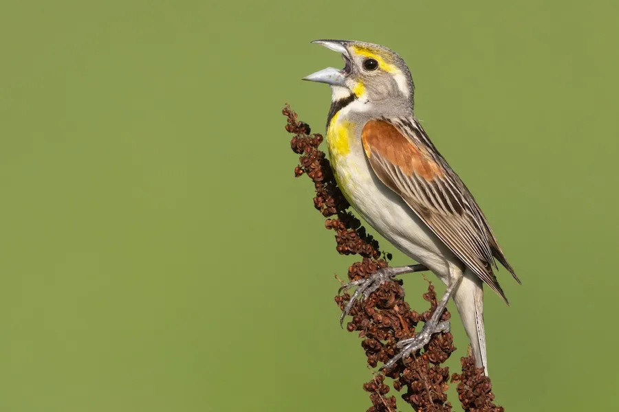 Dickcissel Spiza americana by genevieve