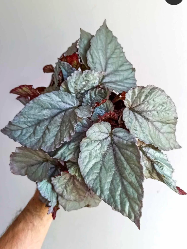 Begonia Bolero by NashvilleNDP