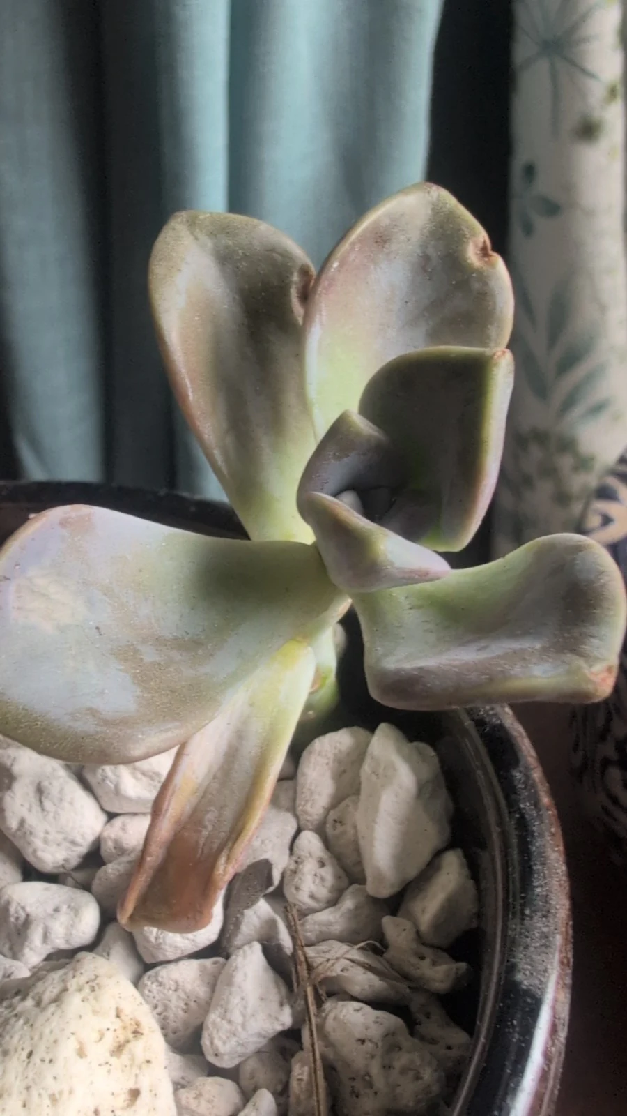 Graptoveria Opalina by Sanjana