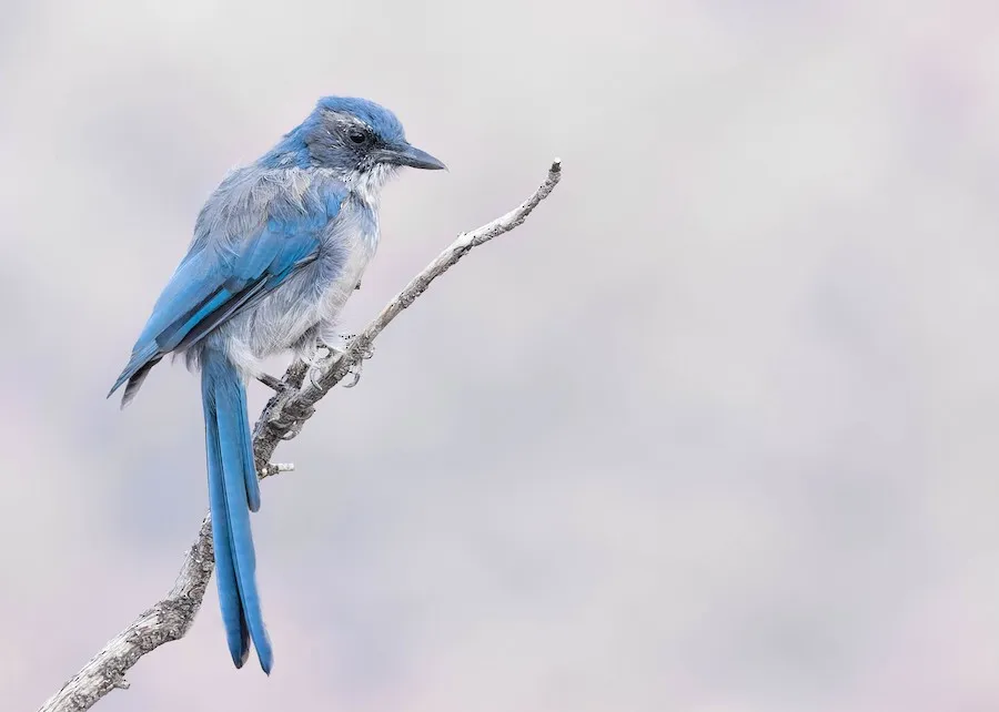 Woodhouse's Scrub-Jay Aphelocoma woodhouseii by genevieve