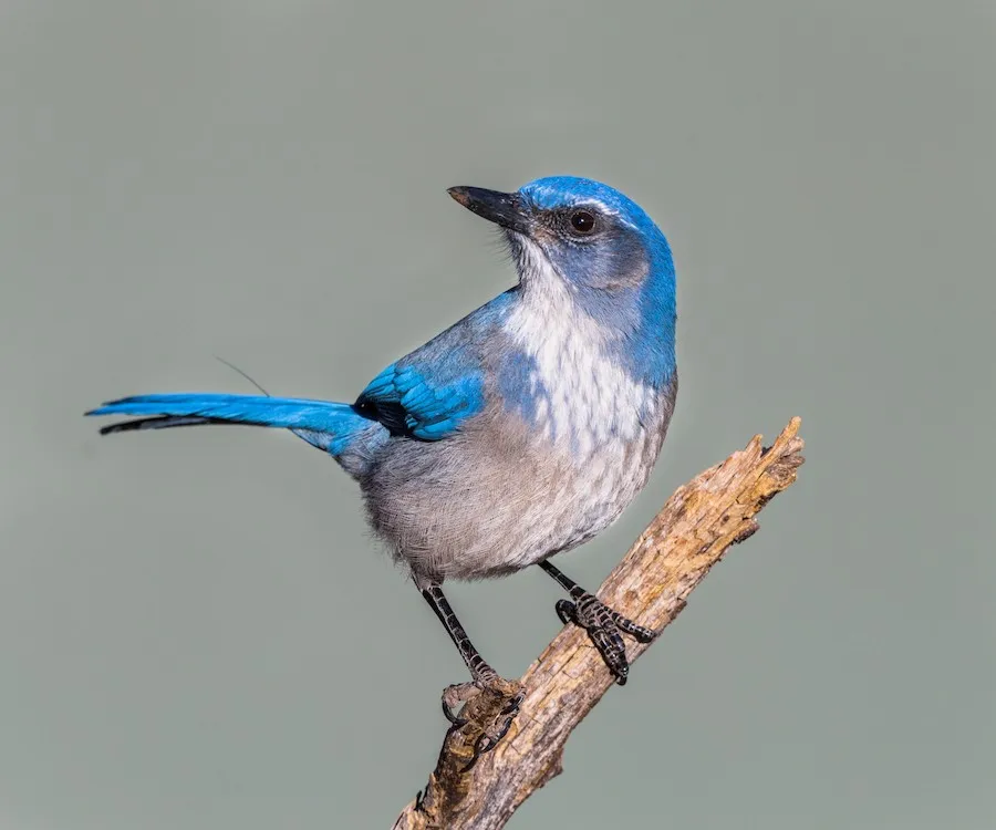 Woodhouse's Scrub-Jay Aphelocoma woodhouseii by genevieve