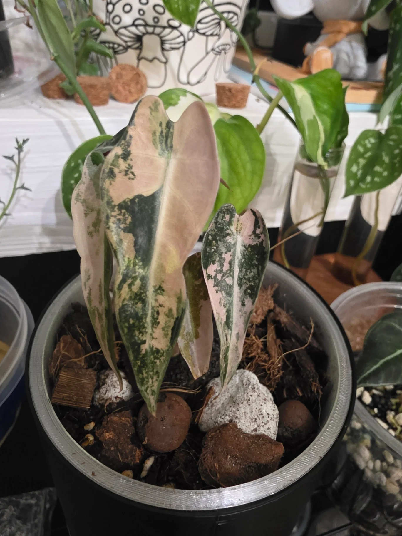 Alocasia longiloba 'Pink Variegata' by JassyB