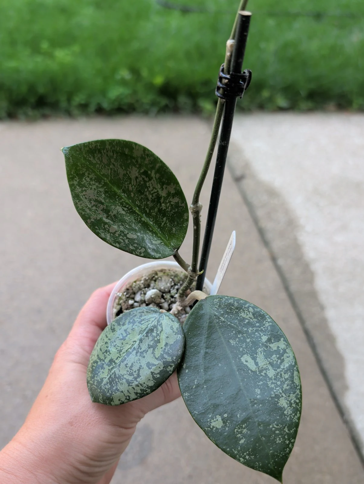 Hoya Verticillata 'Heart leaf splash' by meg