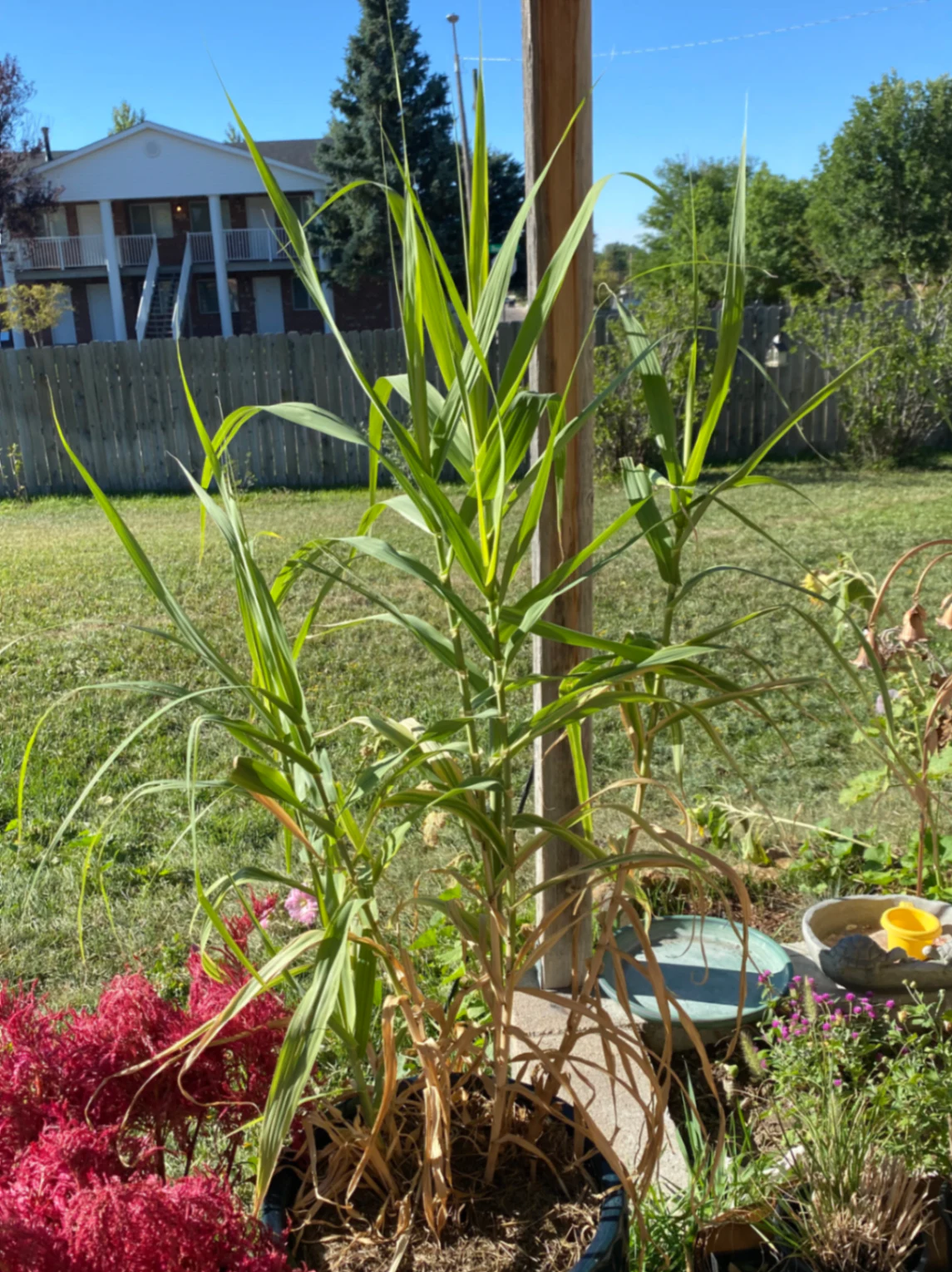 Arundo donax by space_coyote