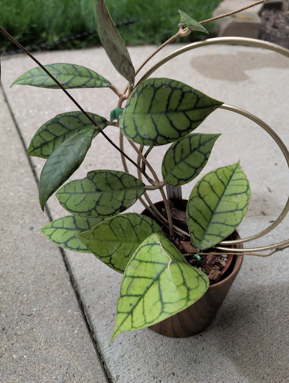 Hoya callistophylla by meg