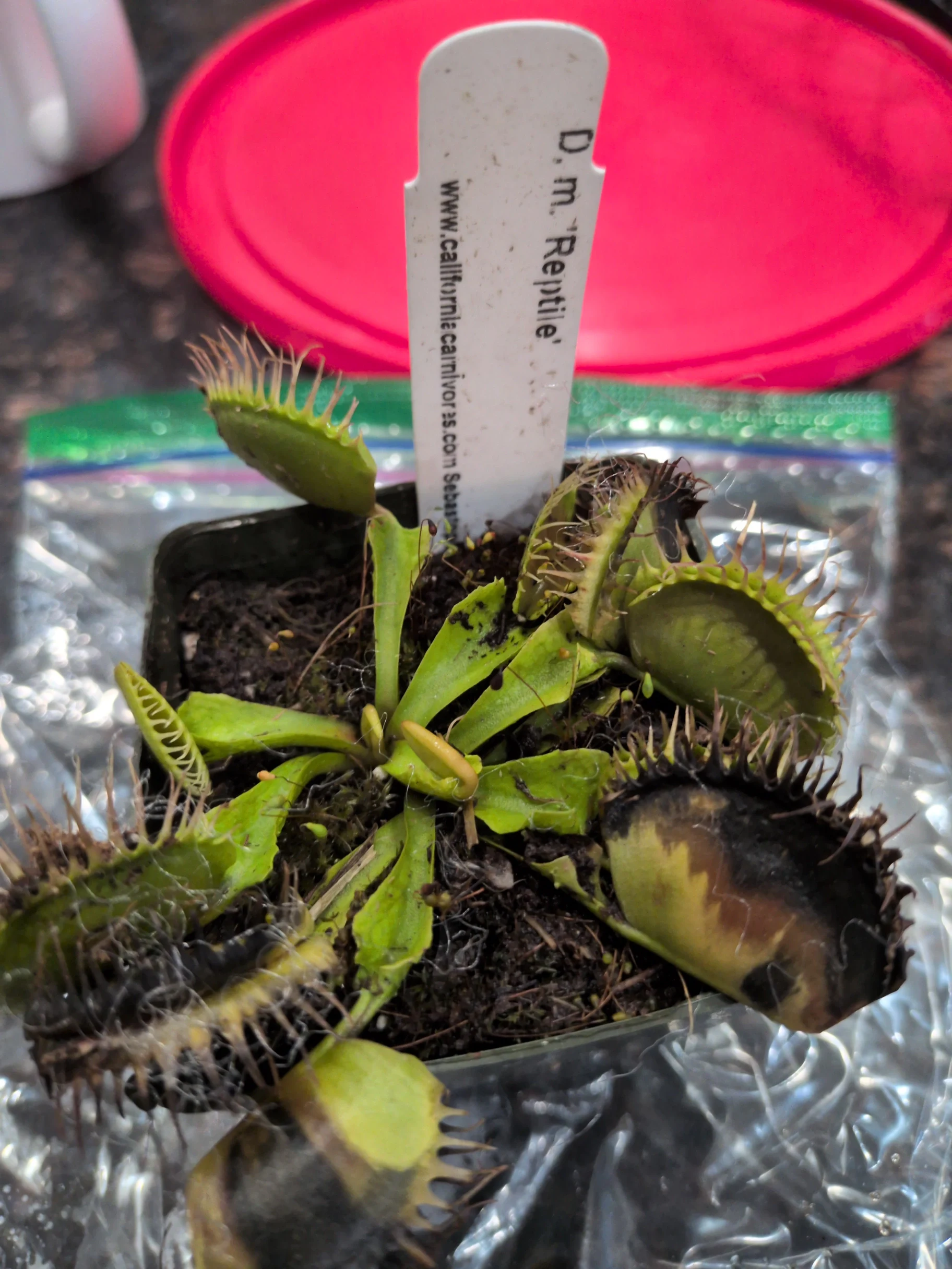 Dionaea muscipula 'Reptile' by T-Rex0987