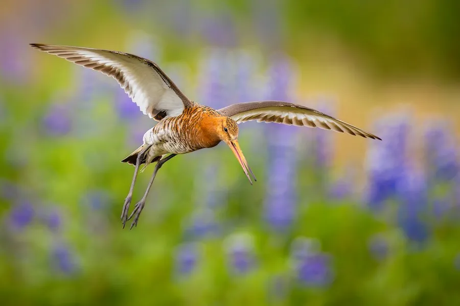 Black-tailed Godwit Limosa limosa by genevieve