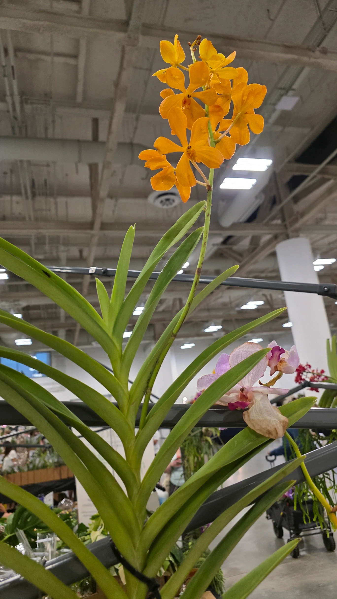 Vanda by Mike