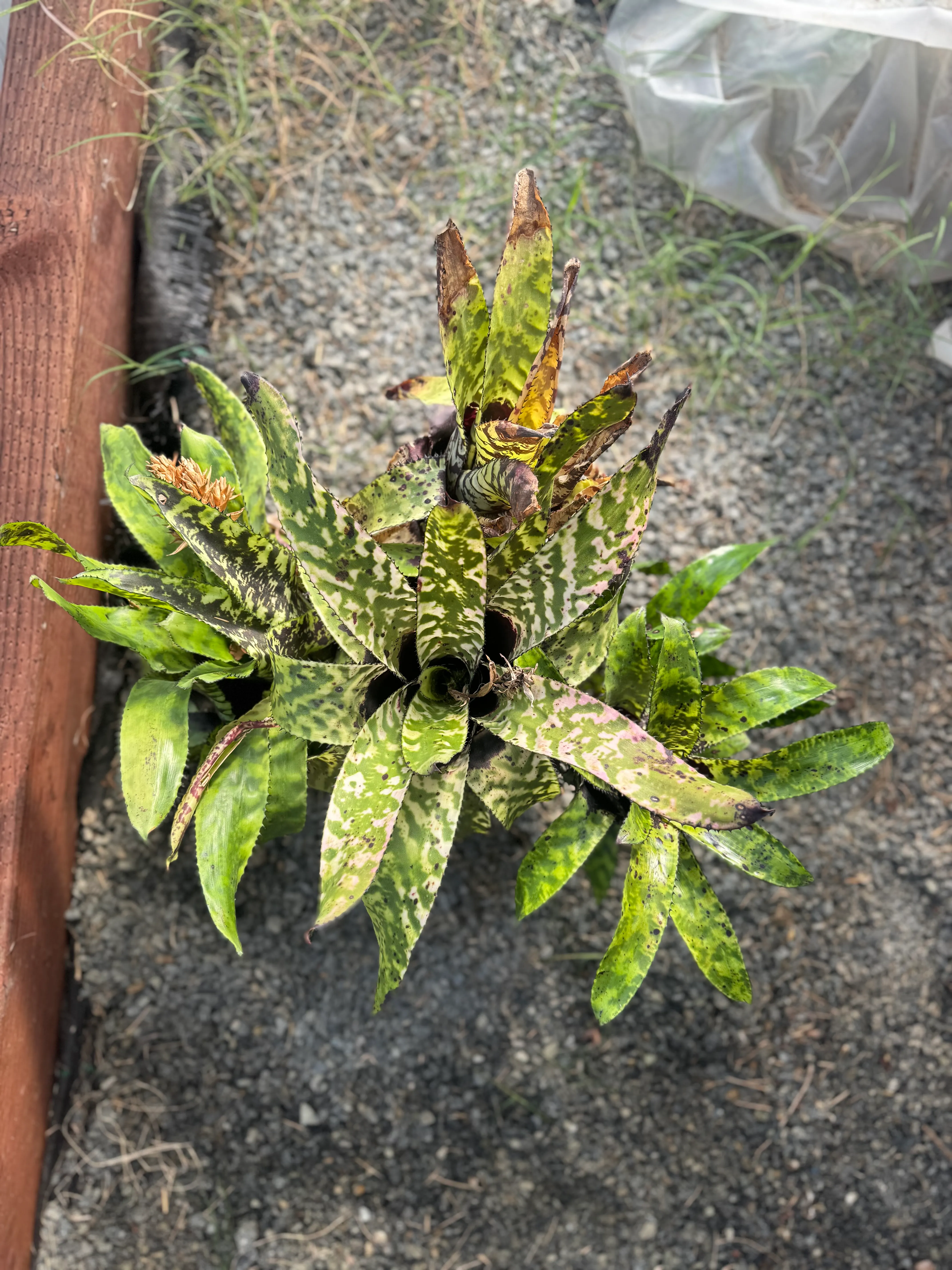 Aechmea by David