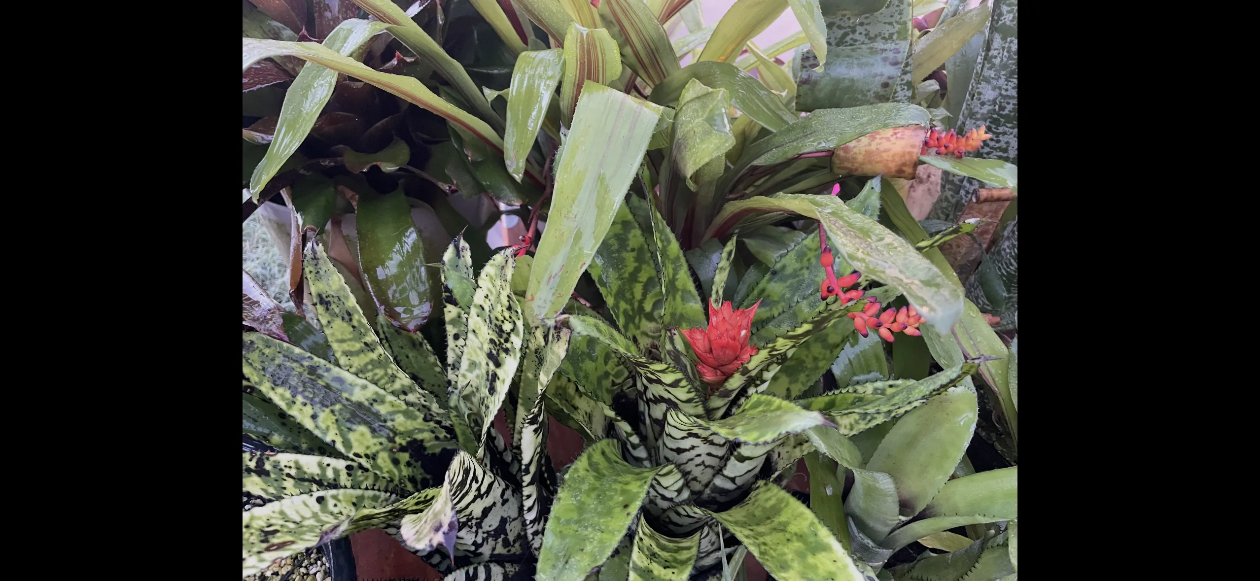 Aechmea by David