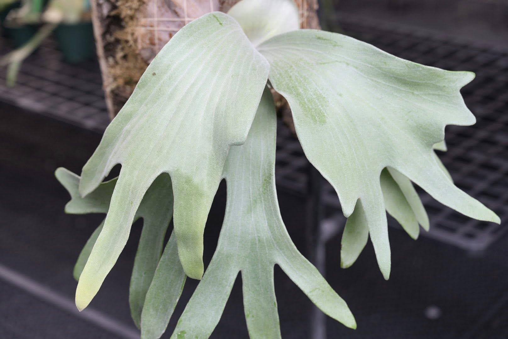 Platycerium Ivory by aroot