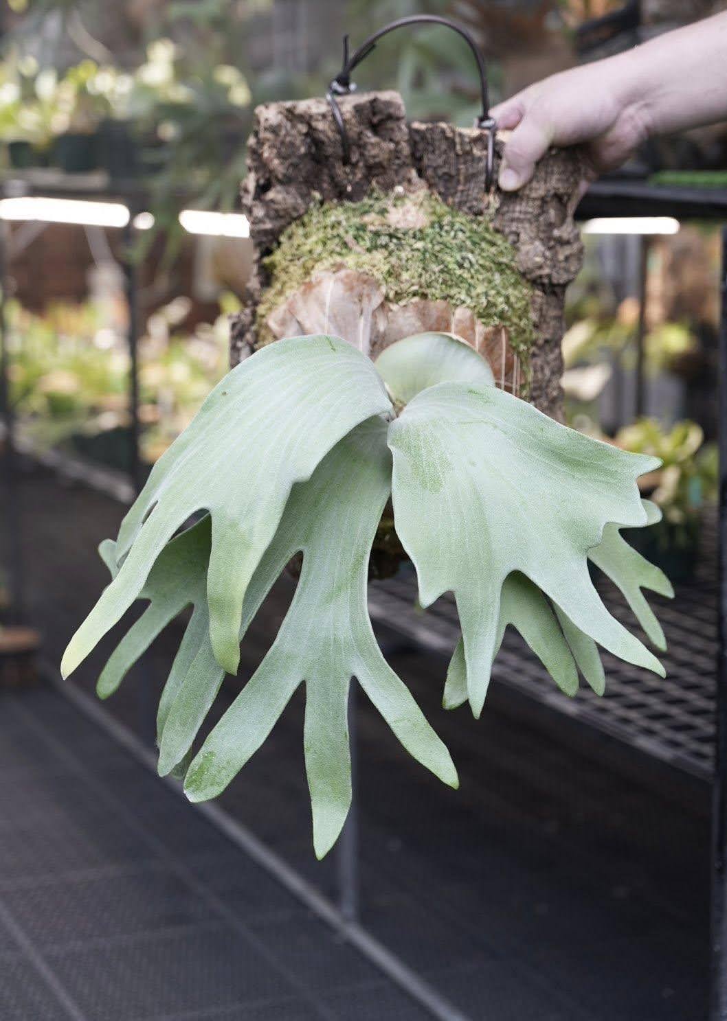 Platycerium Ivory by aroot