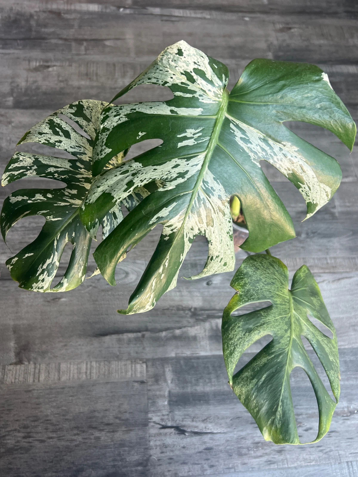 Monstera vietcosa 'Vietcosa' by alohamora
