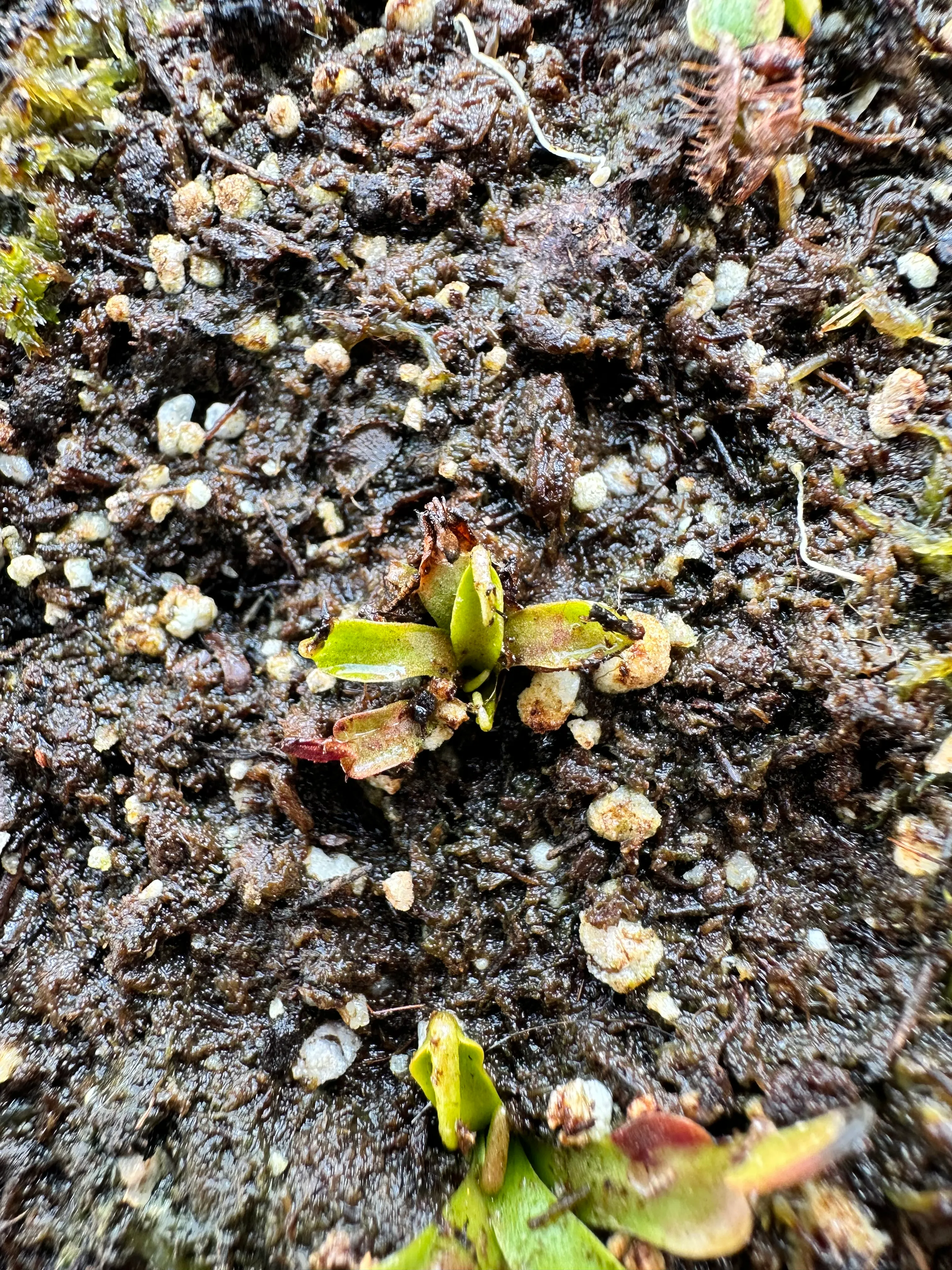 Dionaea Muscipula 'Royal Red' by marklt