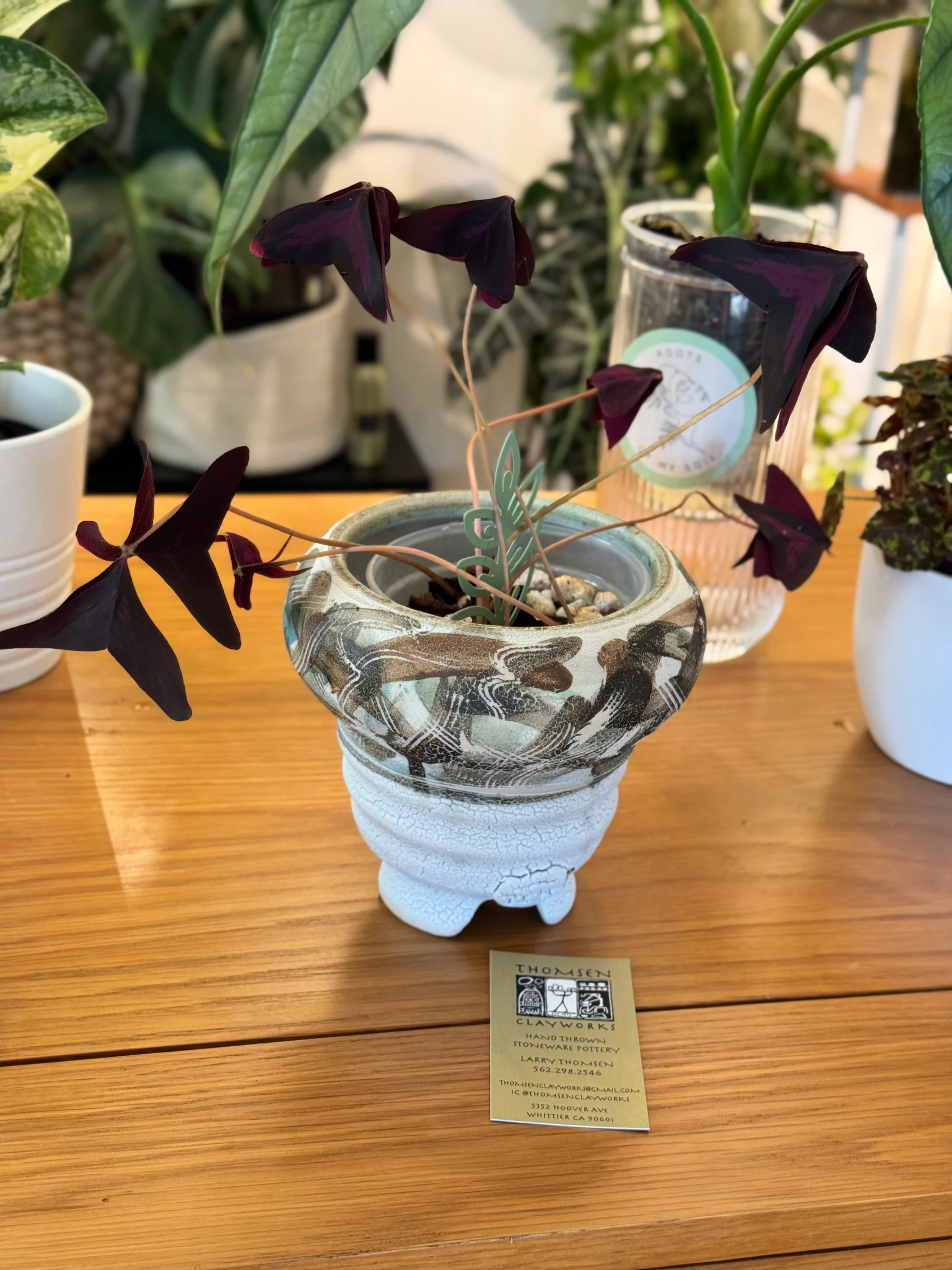 Oxalis Triangularis 'False Shamrock or Purple Shamrock' by Labuleaf
