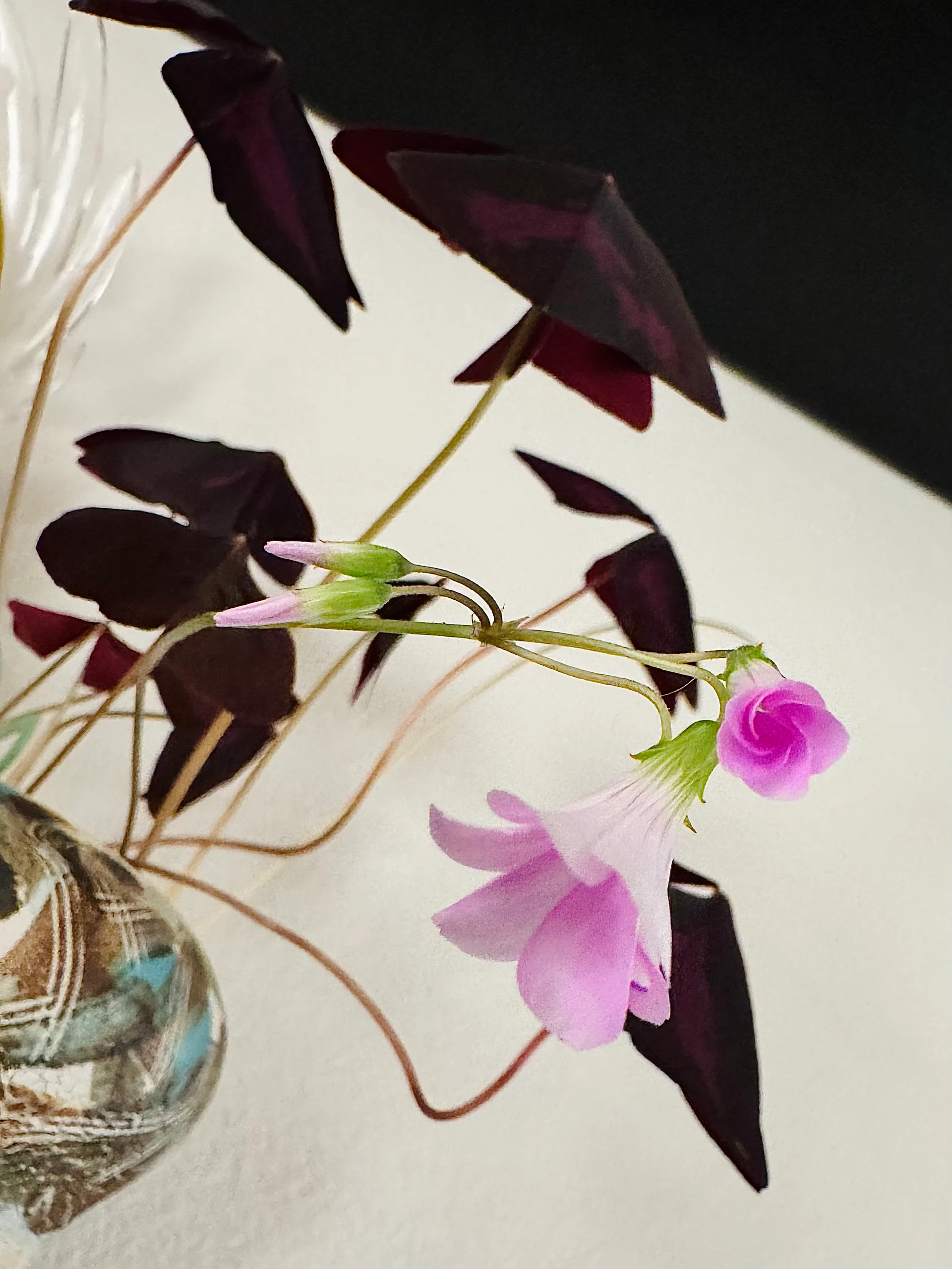 Oxalis Triangularis 'False Shamrock or Purple Shamrock' by Labuleaf