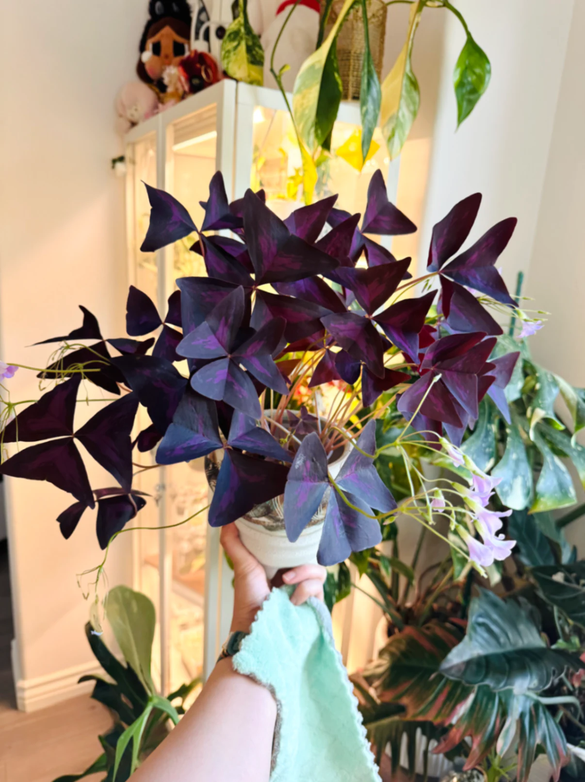 Oxalis Triangularis 'False Shamrock or Purple Shamrock' by Labuleaf