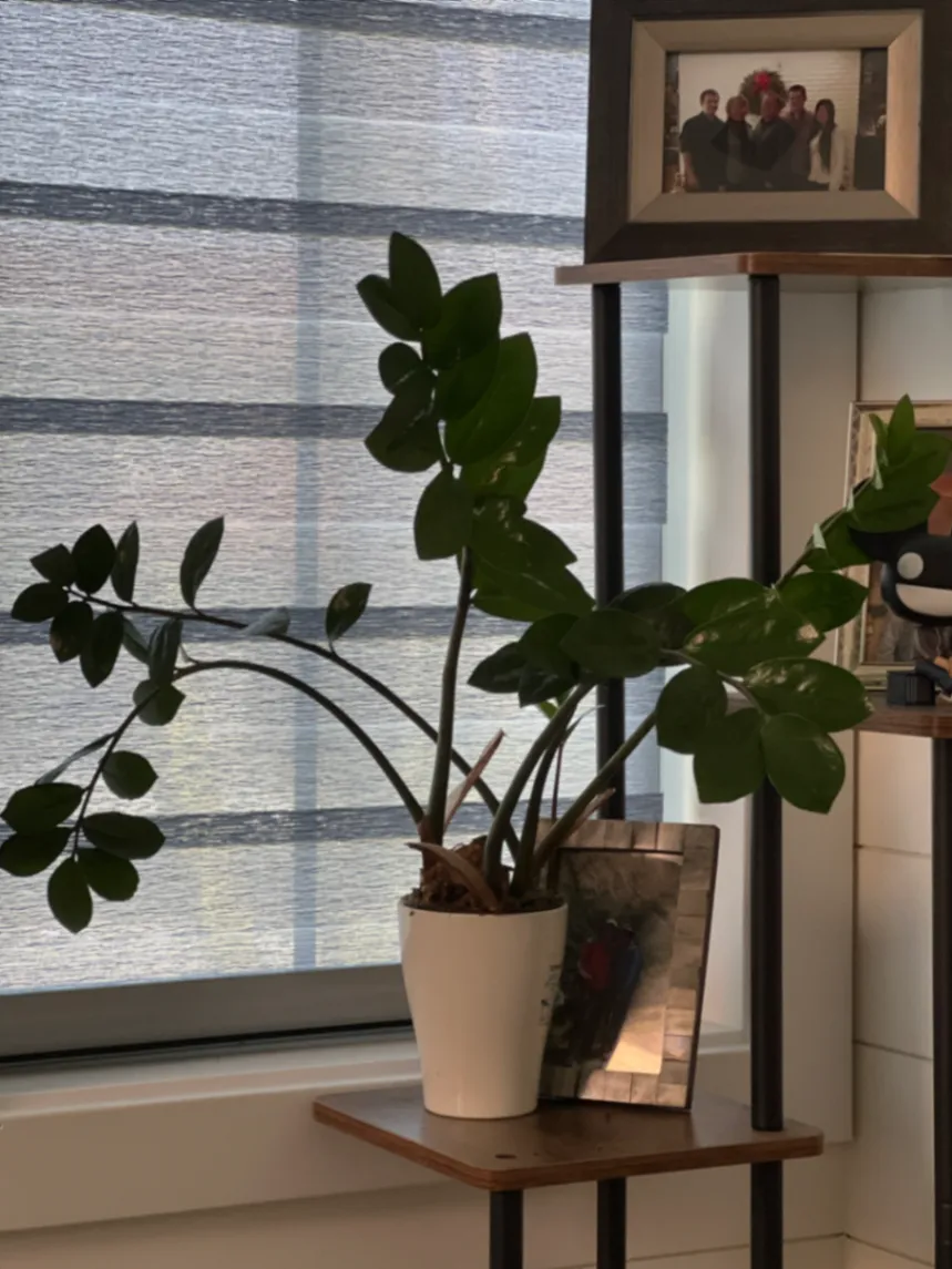 Zamioculcas zamiifolia by markymark