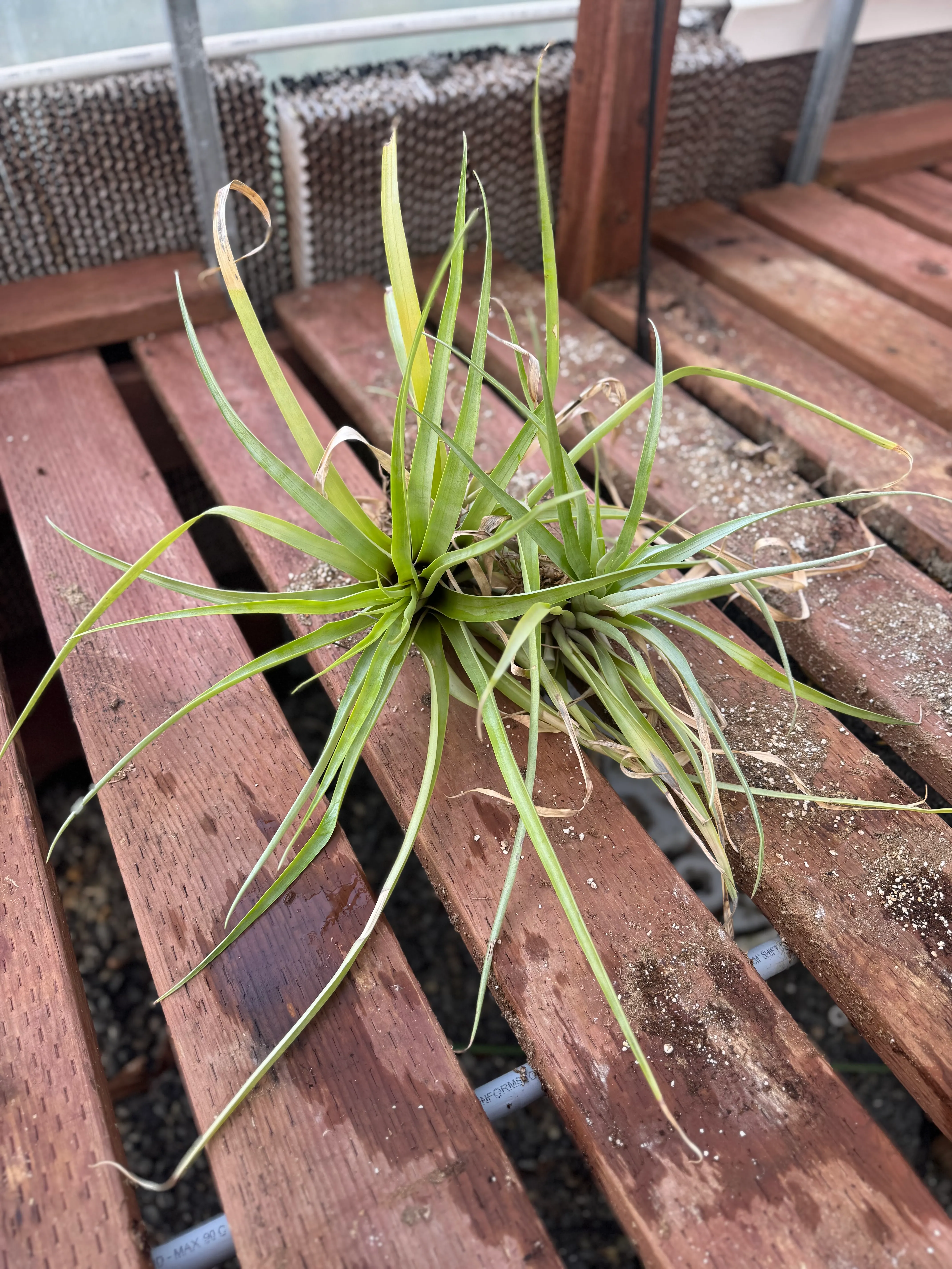 Tillandsia secunda by David