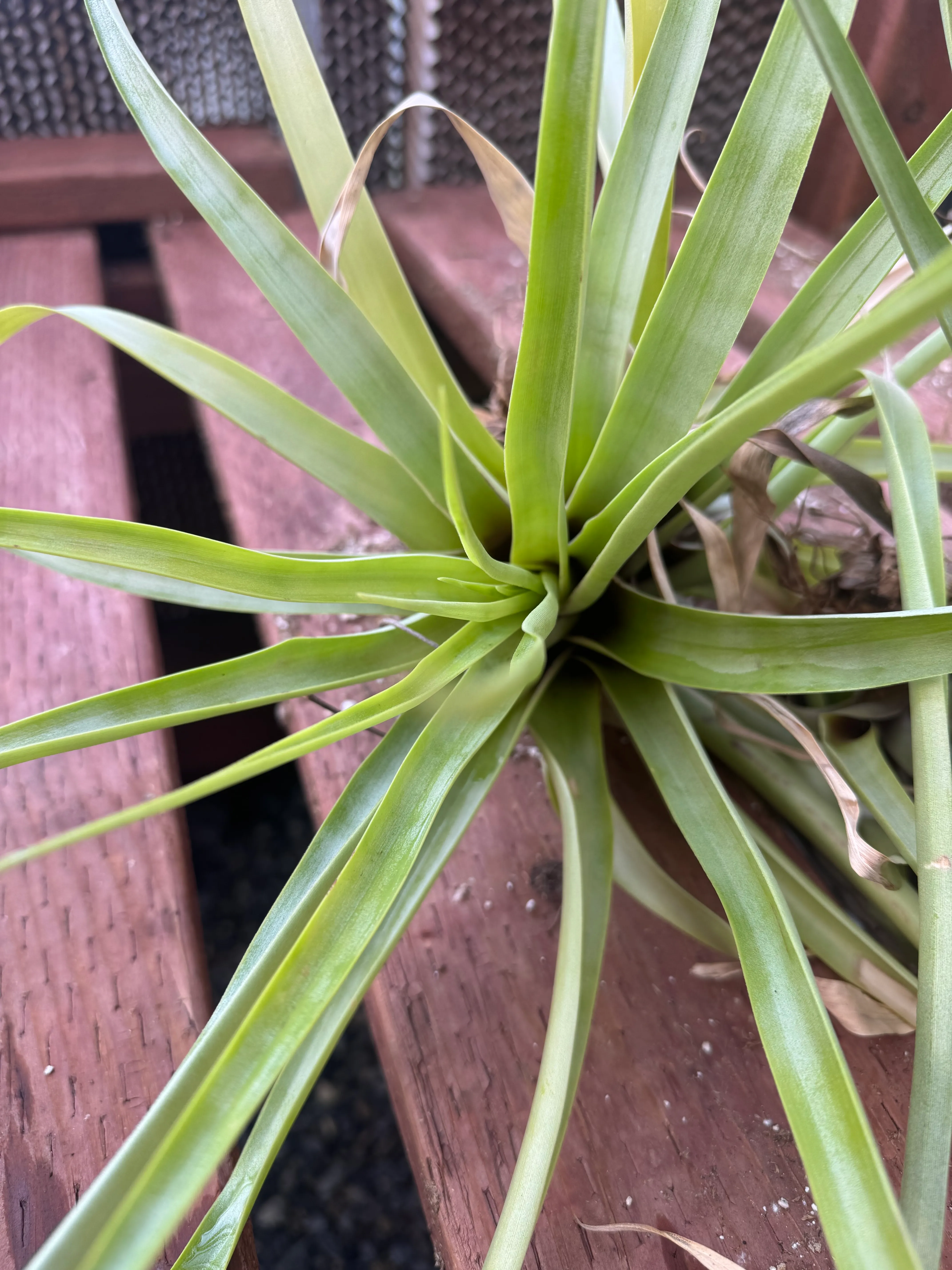 Tillandsia secunda by David