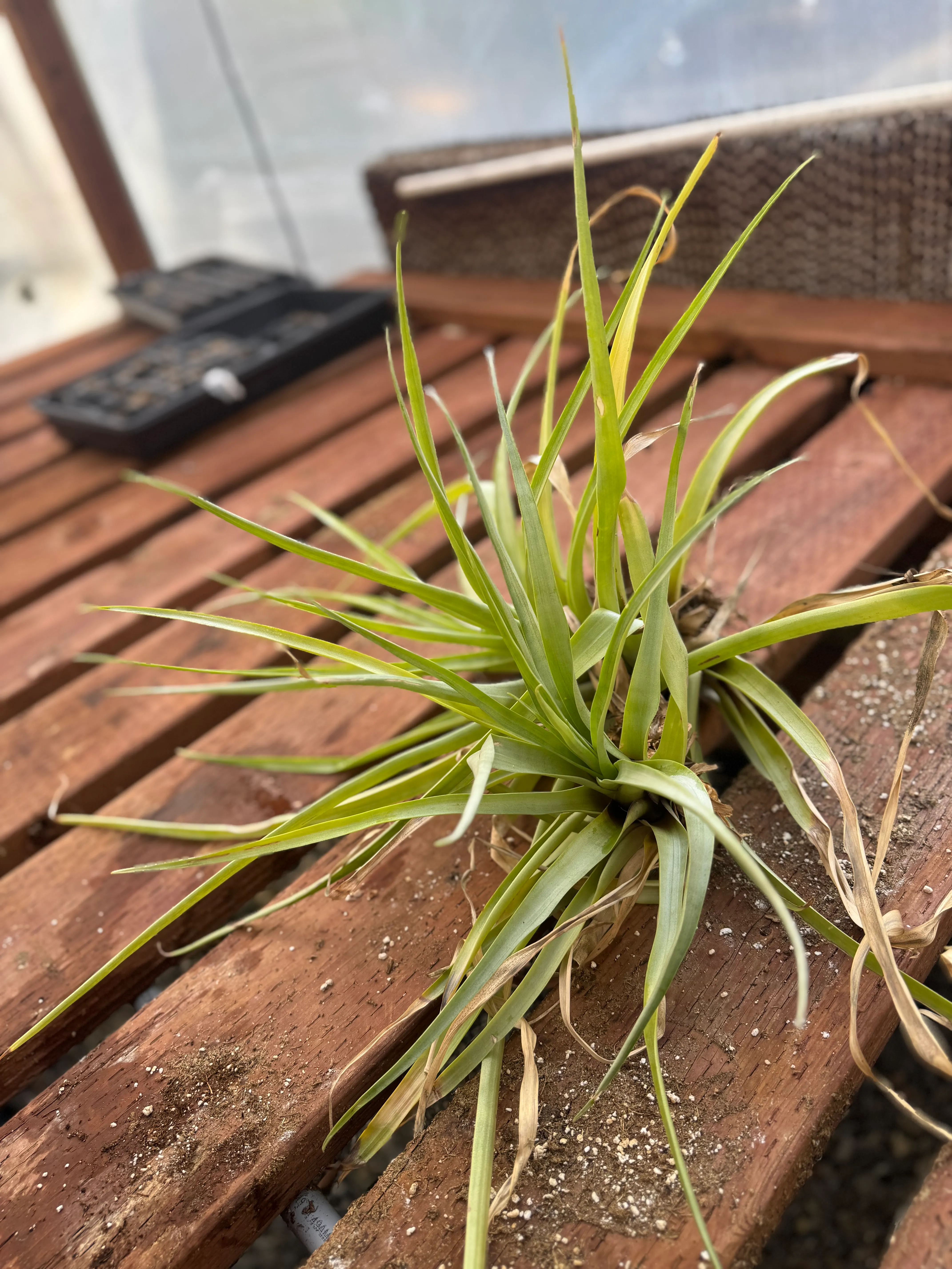 Tillandsia secunda by David