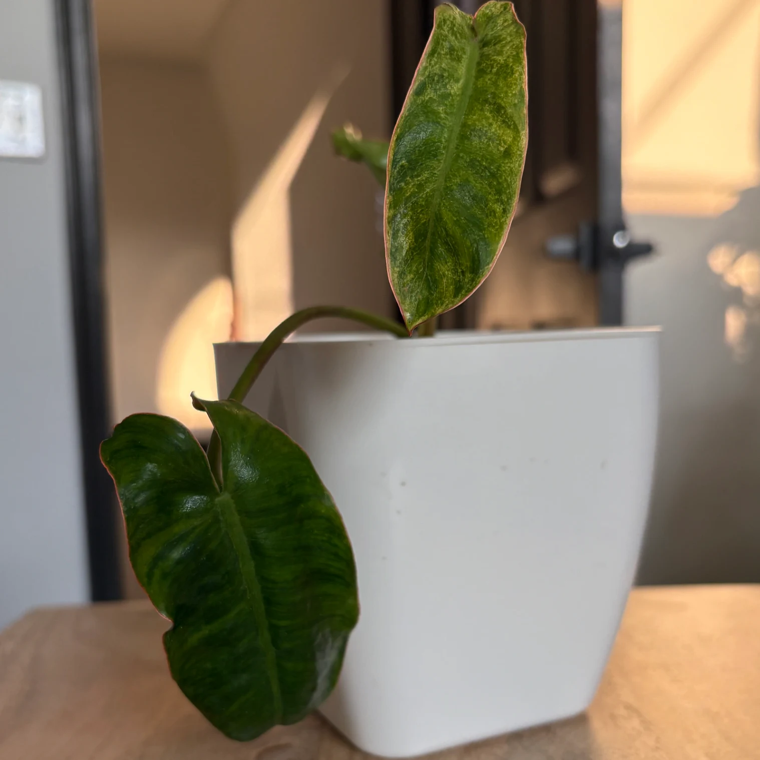 Philodendron Paraiso Verde by katiesplants