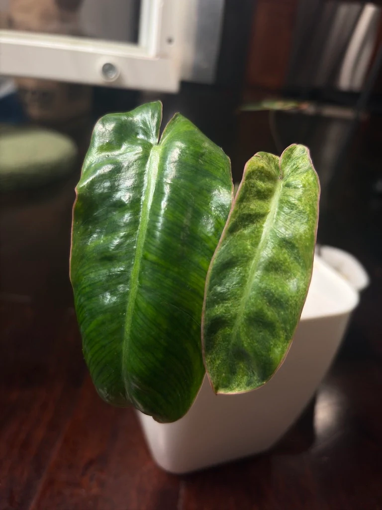 Philodendron Paraiso Verde by katiesplants