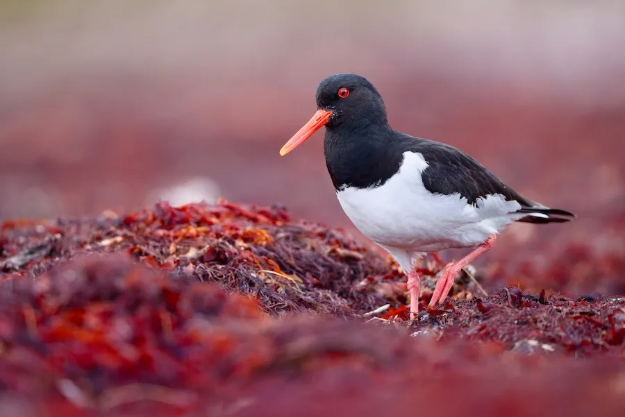 Eurasian Oystercatcher Haematopus ostralegus by genevieve