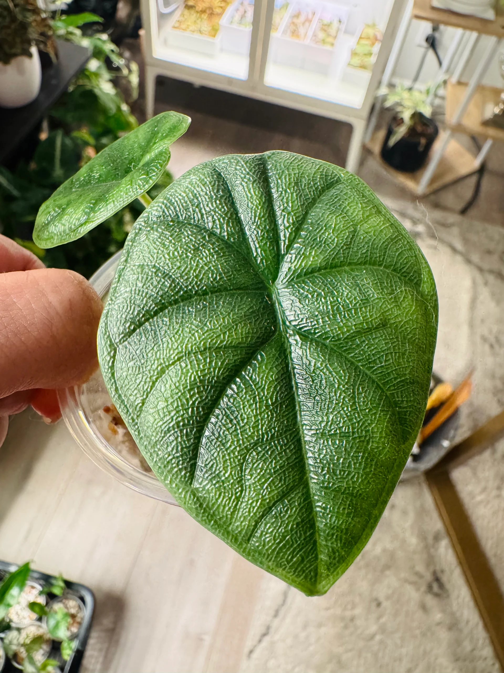 Alocasia Melo by Labuleaf