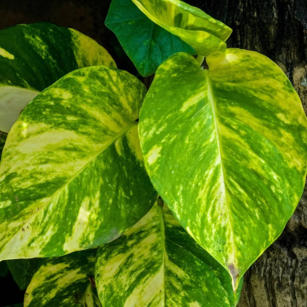 Epipremnum aureum by Poutiest_Penguin