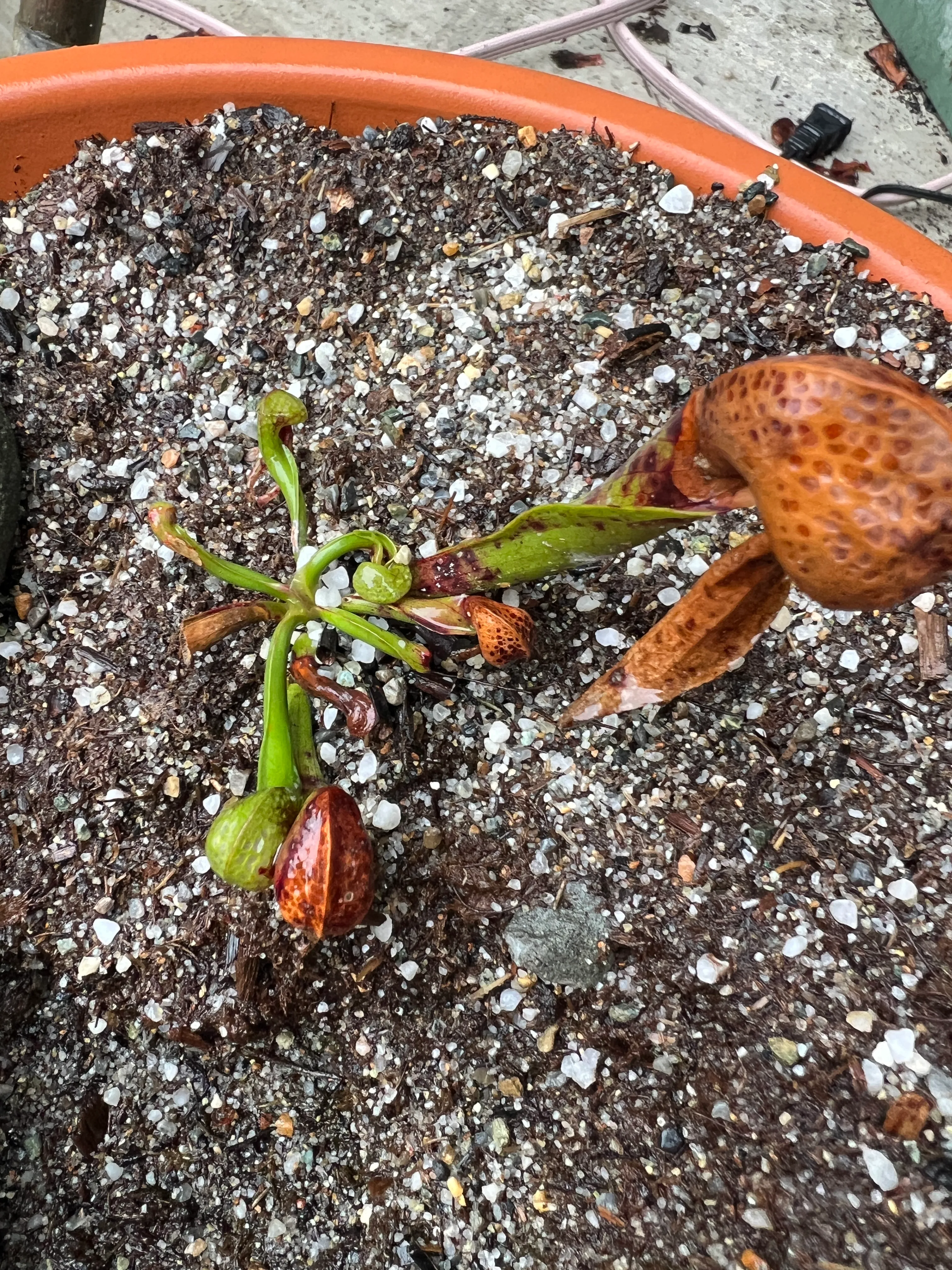 Darlingtonia Californica by Karp