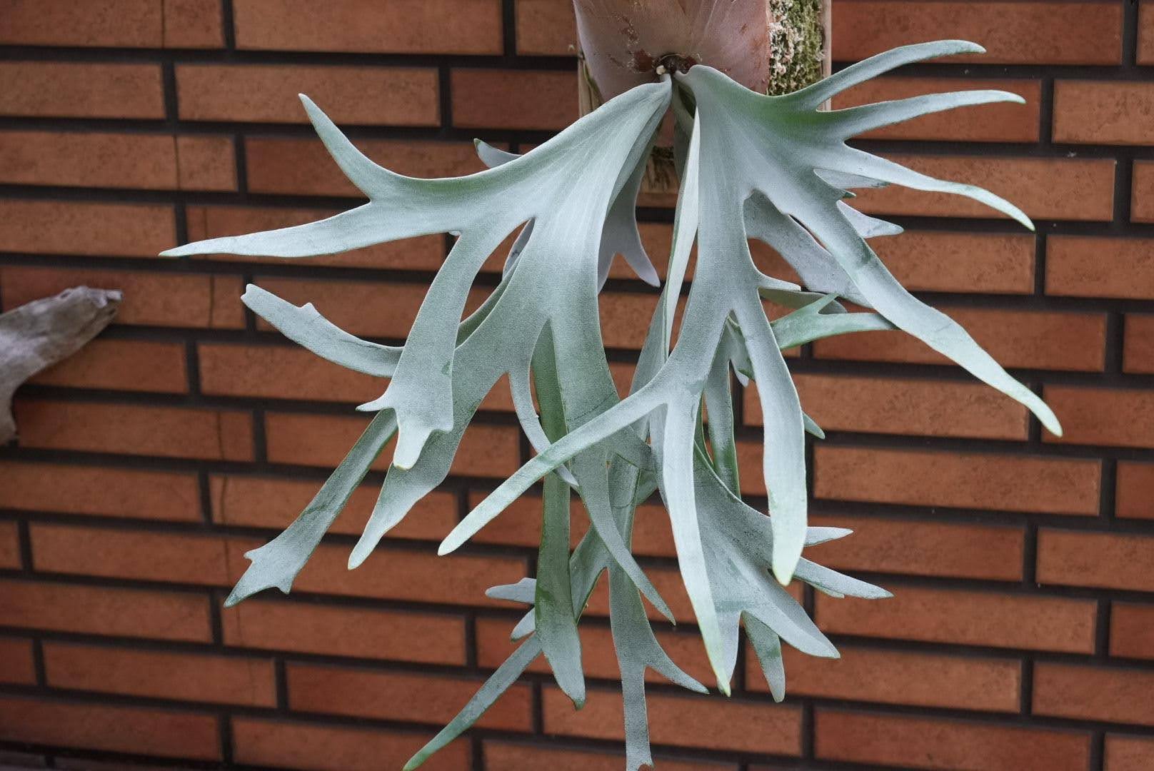 Platycerium Woot#7 mixed spore select pup by aroot