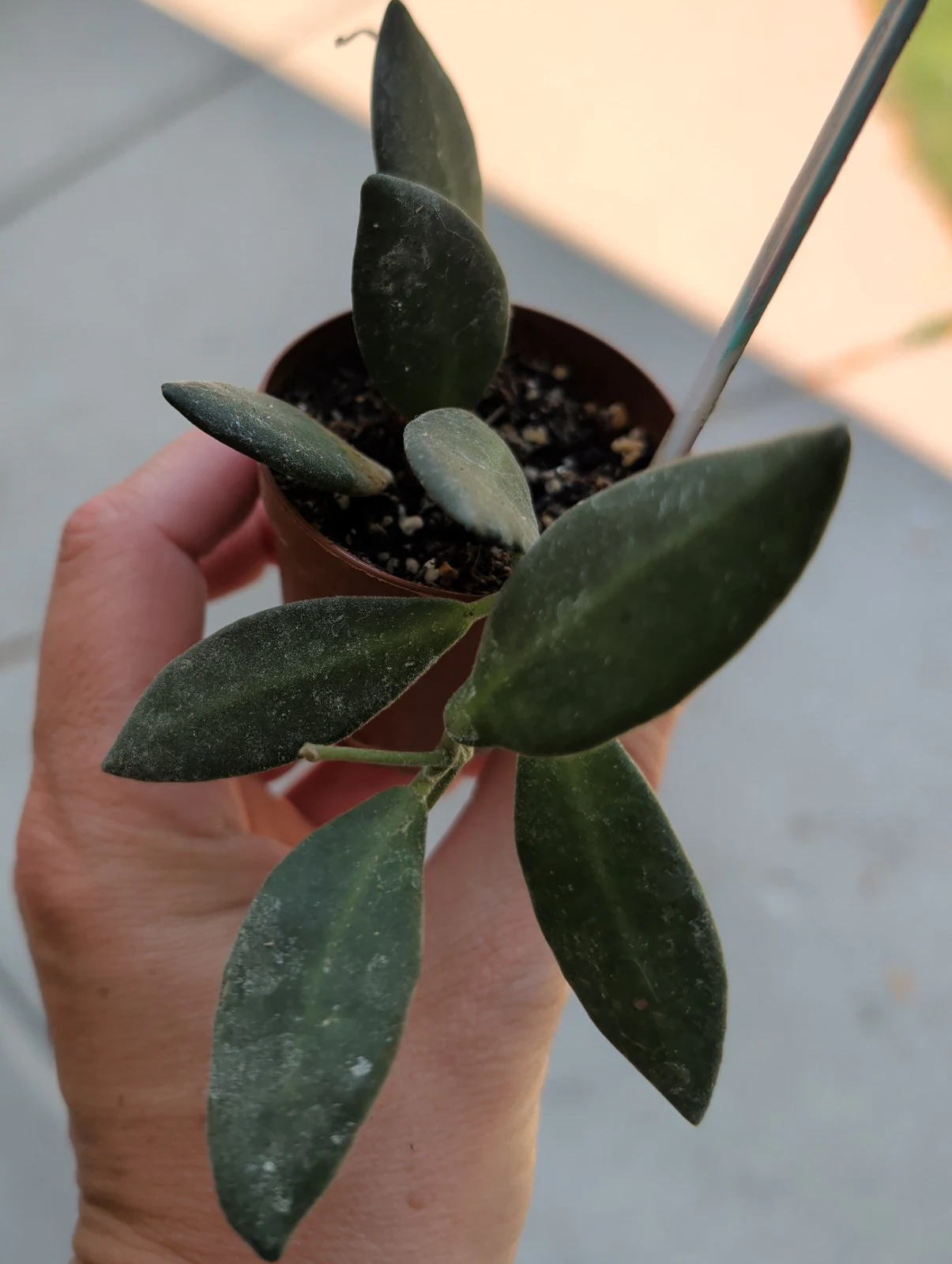 Hoya burtoniae by meg