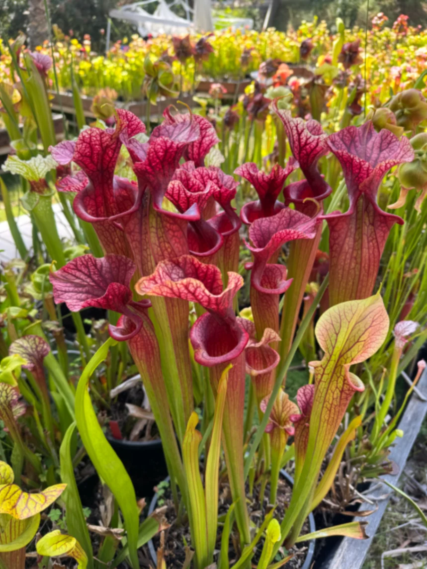 Sarracenia moorei by David