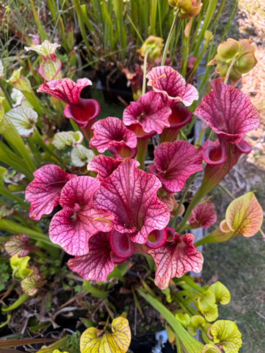 Sarracenia moorei by David