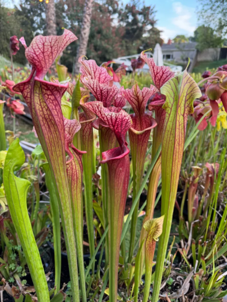 Sarracenia moorei by David